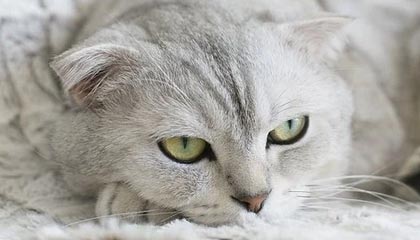 省领导会见洪都拉斯客人