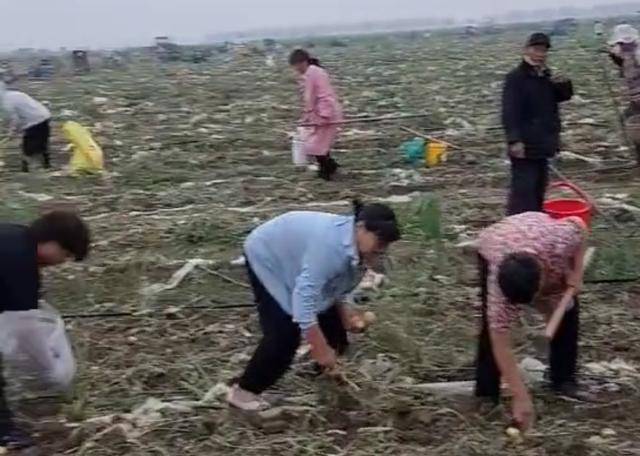 安徽500亩土豆被哄抢 民警要求种植户删帖：影响那么大，对你有利吗？