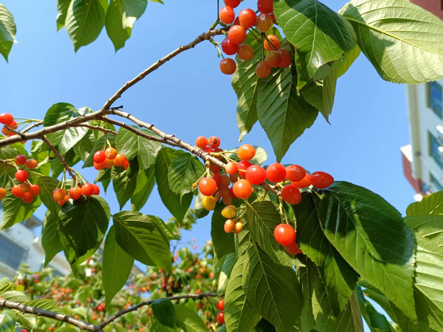 「黄钟 人月圆」韵在晚春(外四首)