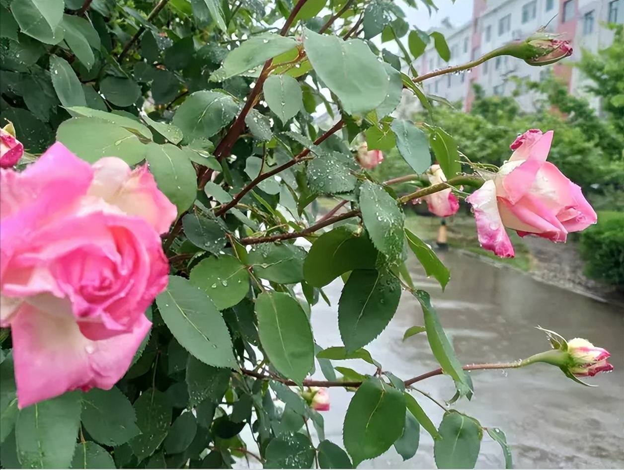 「黄钟 人月圆」韵在晚春(外四首)