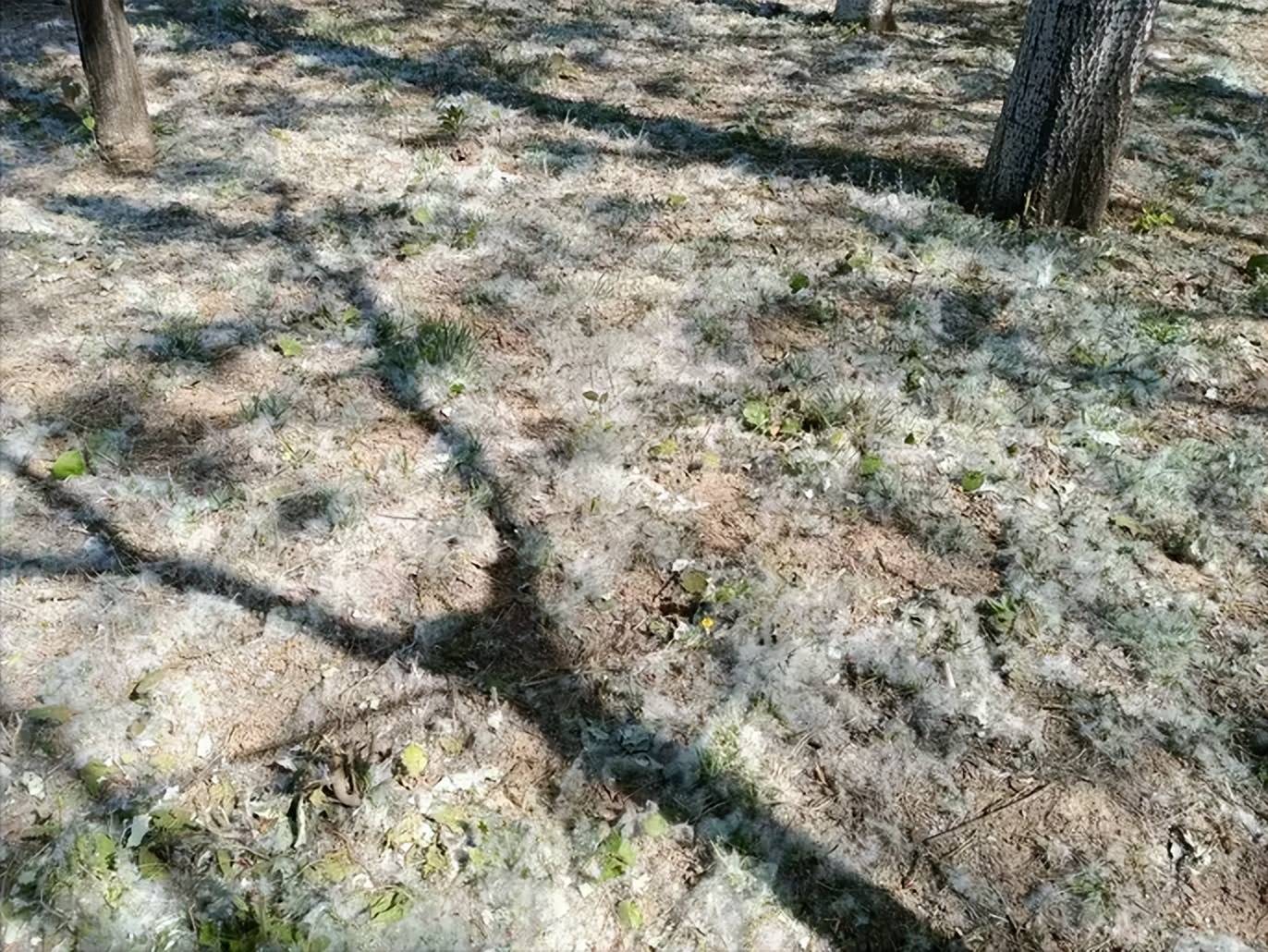 「黄钟 人月圆」韵在晚春(外四首)