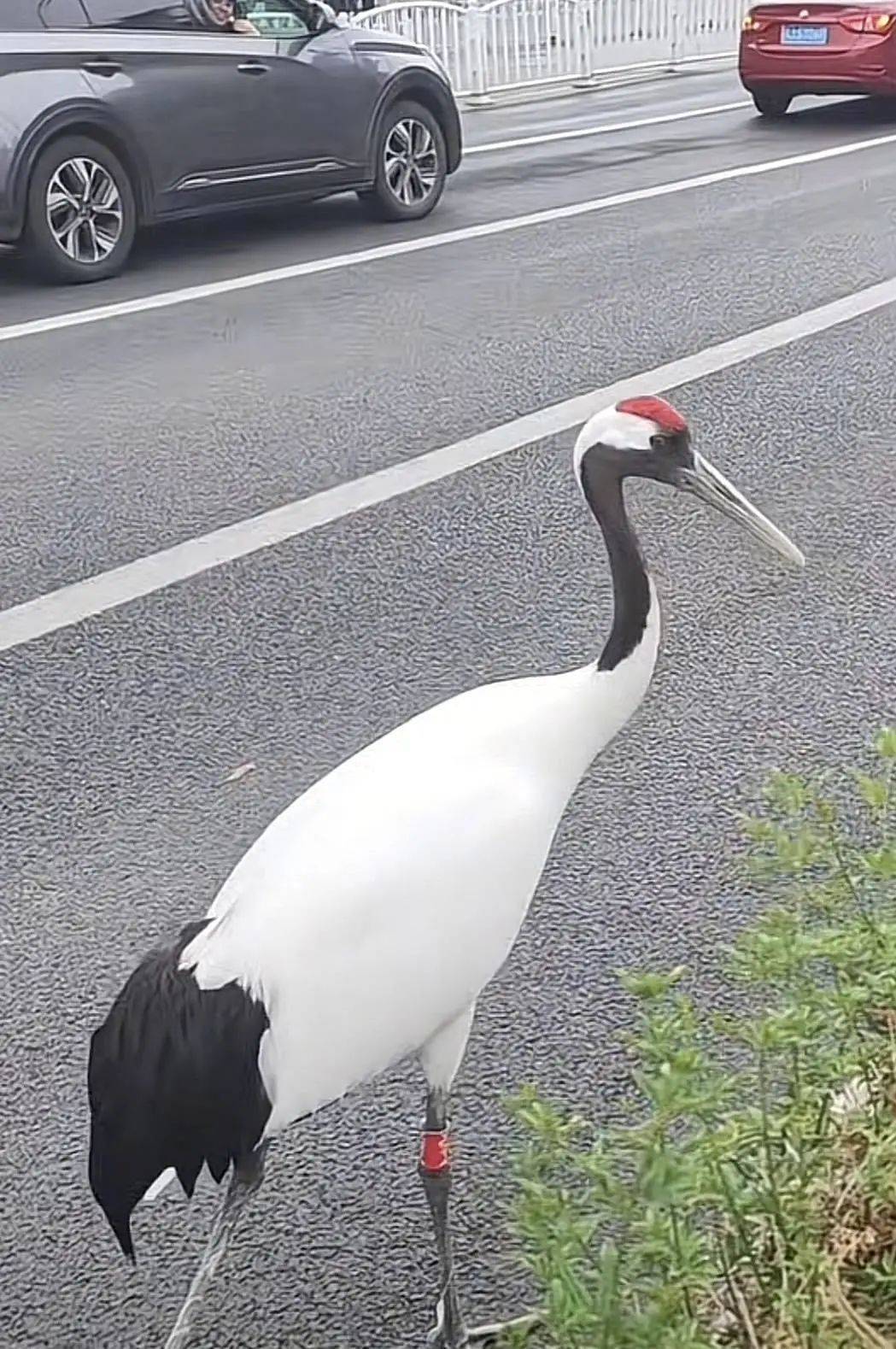 江苏盐城丹顶鹤“逛街”引围观？当地回应