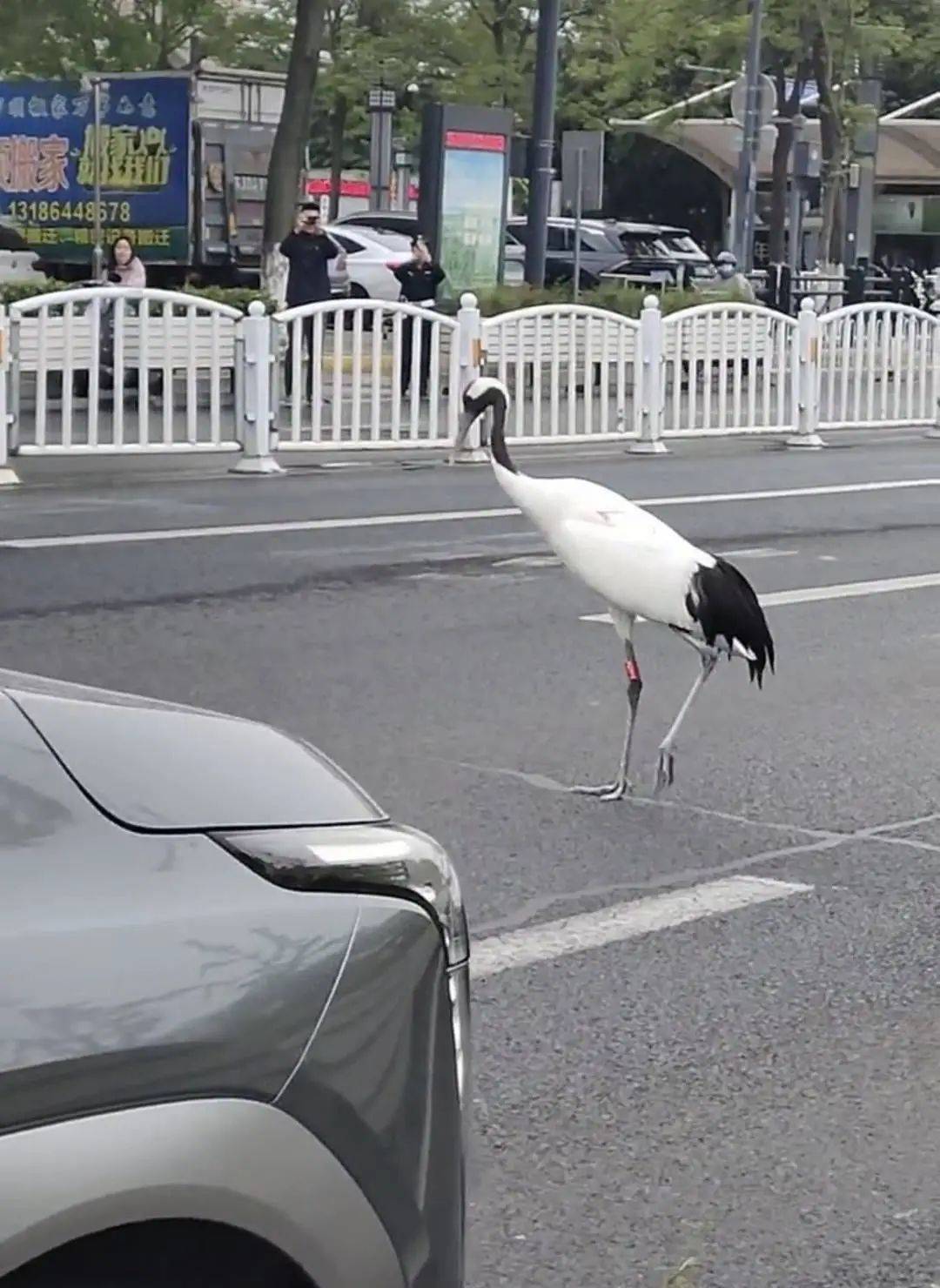 江苏盐城丹顶鹤“逛街”引围观？当地回应