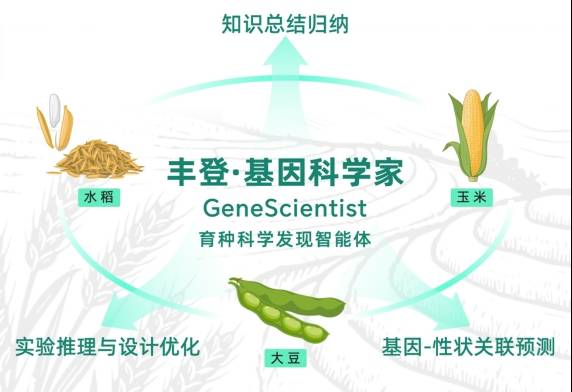 “AI育种科学家”自主发现数十基因新功能，田间试验证实“靠谱”
