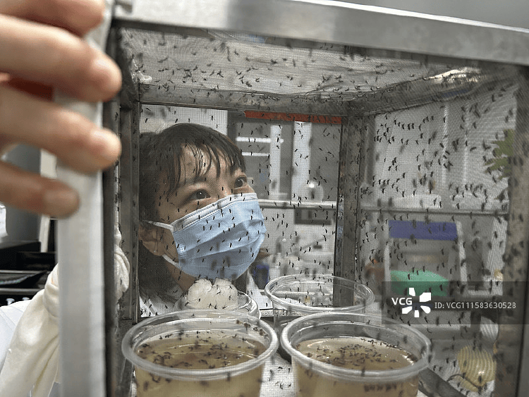 全球“最毒”的蚊子,为何批量北上