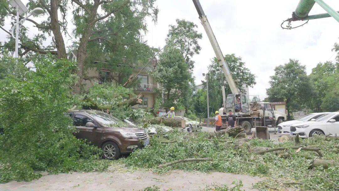 贵阳一700年古树砸扁“宝马”,现场惨不忍睹,林业局:车主他也有错
