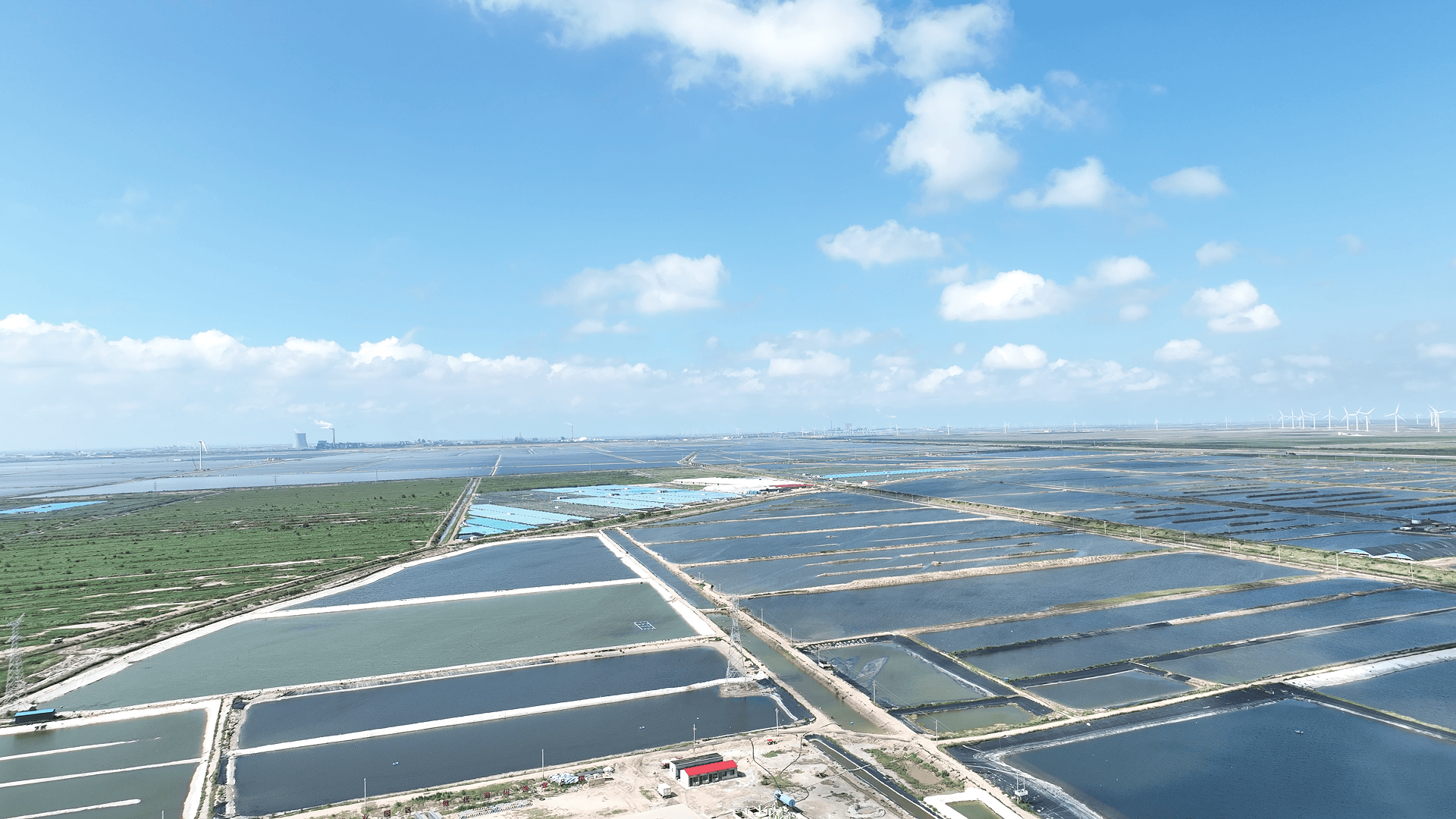 山东滨州：盐碱滩涂变“黄金牧场”