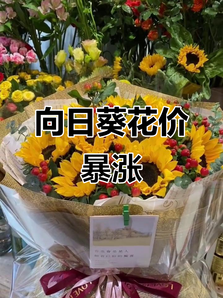 向日葵股票(向日葵股票重组最新情况)