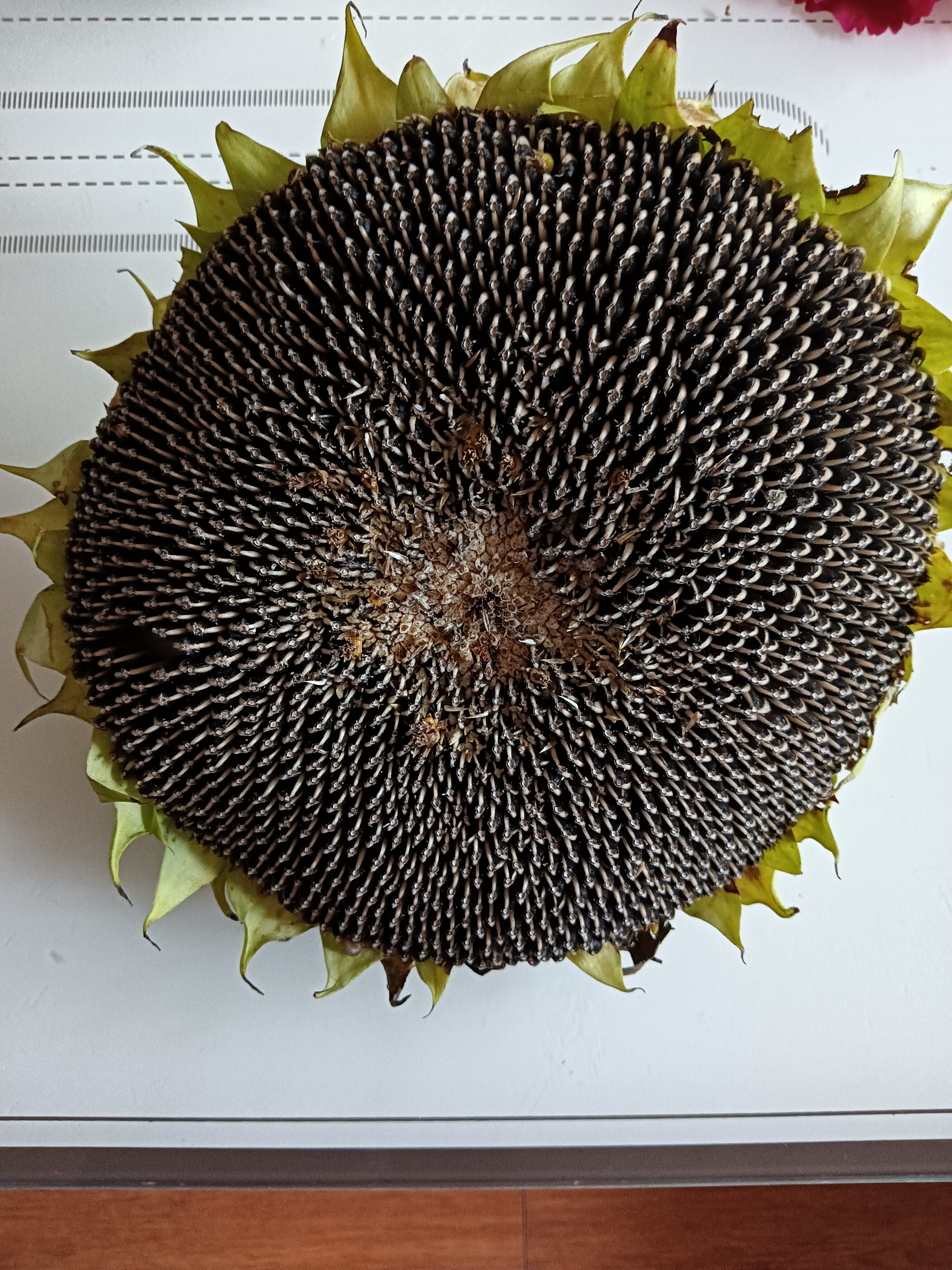 向日葵股票(向日葵股票行情)