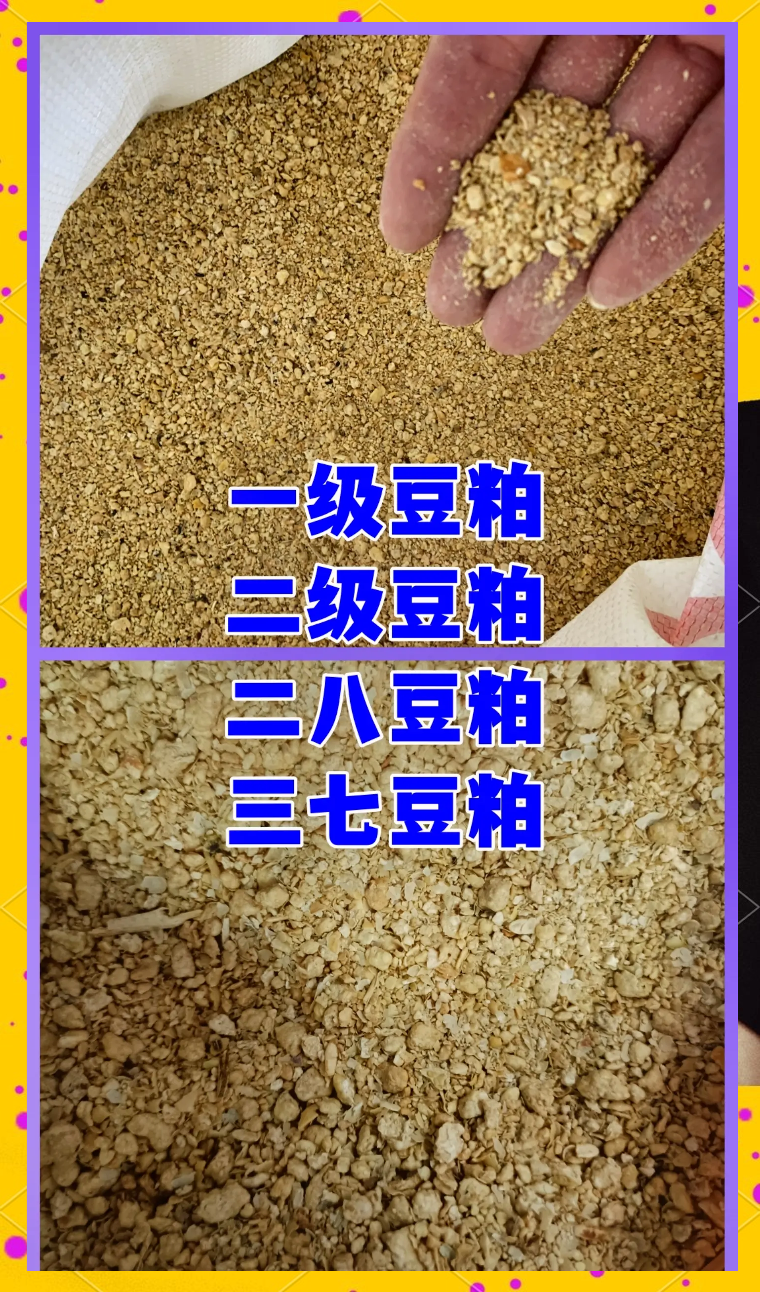 豆粕现货价格(豆粕现货价格走势)